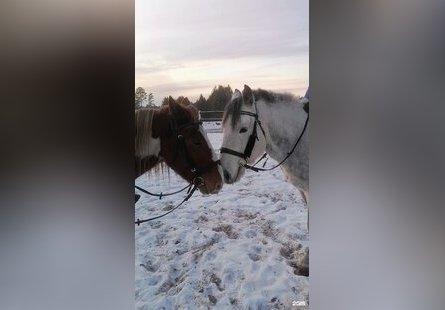 Конно-спортивный клуб Багратион